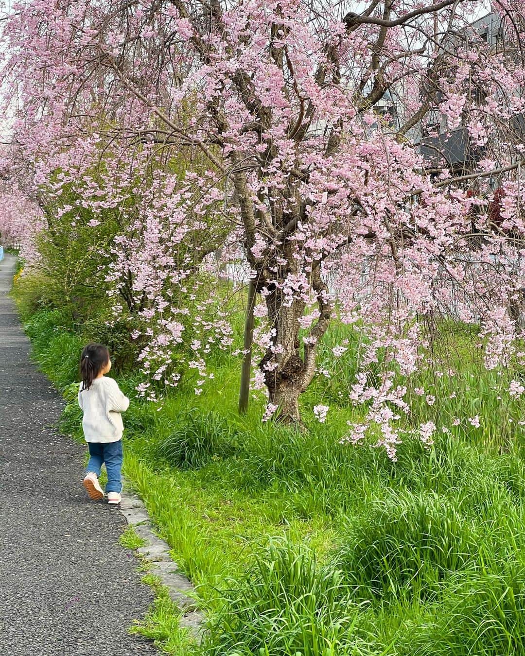 来夏さんのインスタグラム写真 - (来夏Instagram)「#🌸 美しき 桜の季節☺️  #桜 #cherryblossom」3月30日 13時51分 - rairairaika
