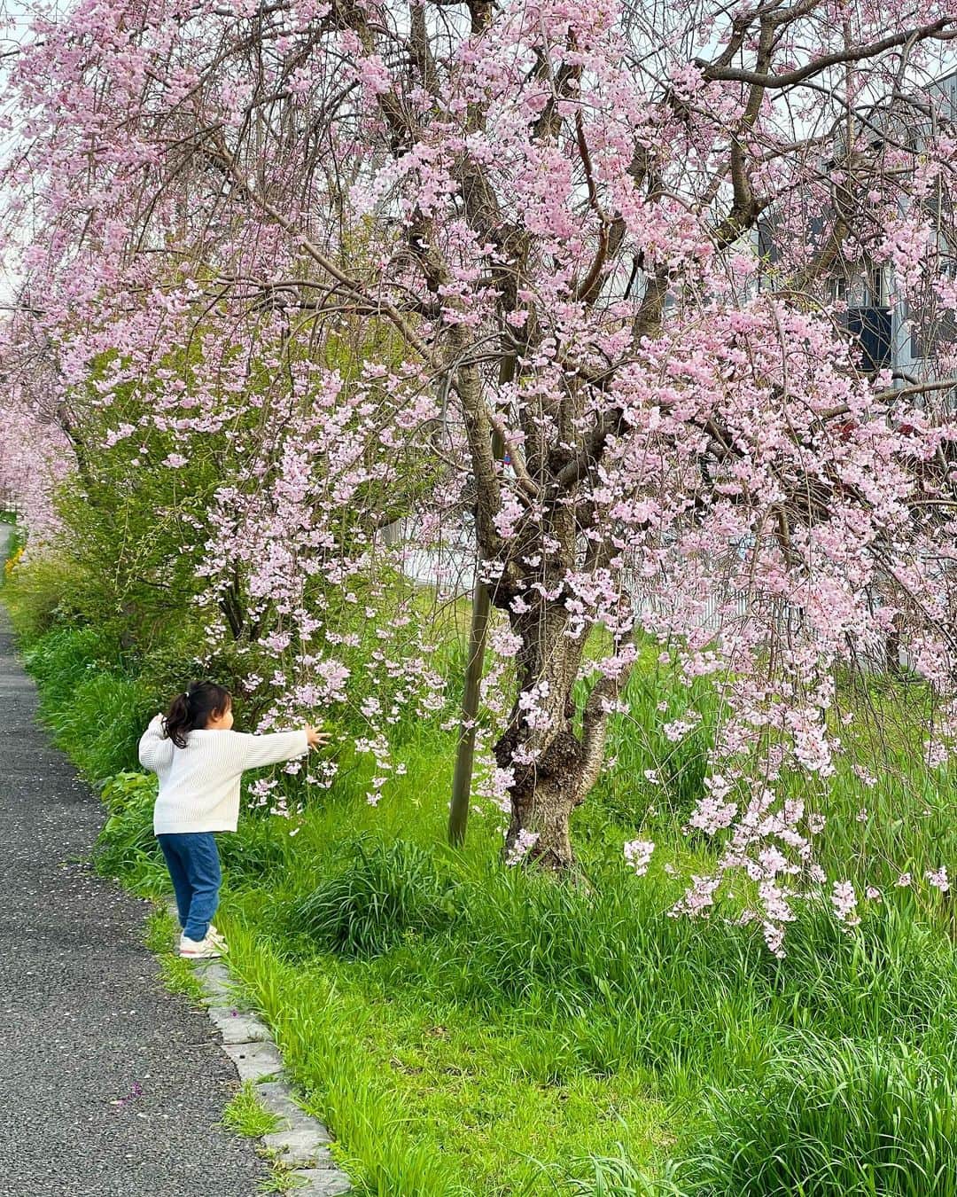 来夏さんのインスタグラム写真 - (来夏Instagram)「#🌸 美しき 桜の季節☺️  #桜 #cherryblossom」3月30日 13時51分 - rairairaika