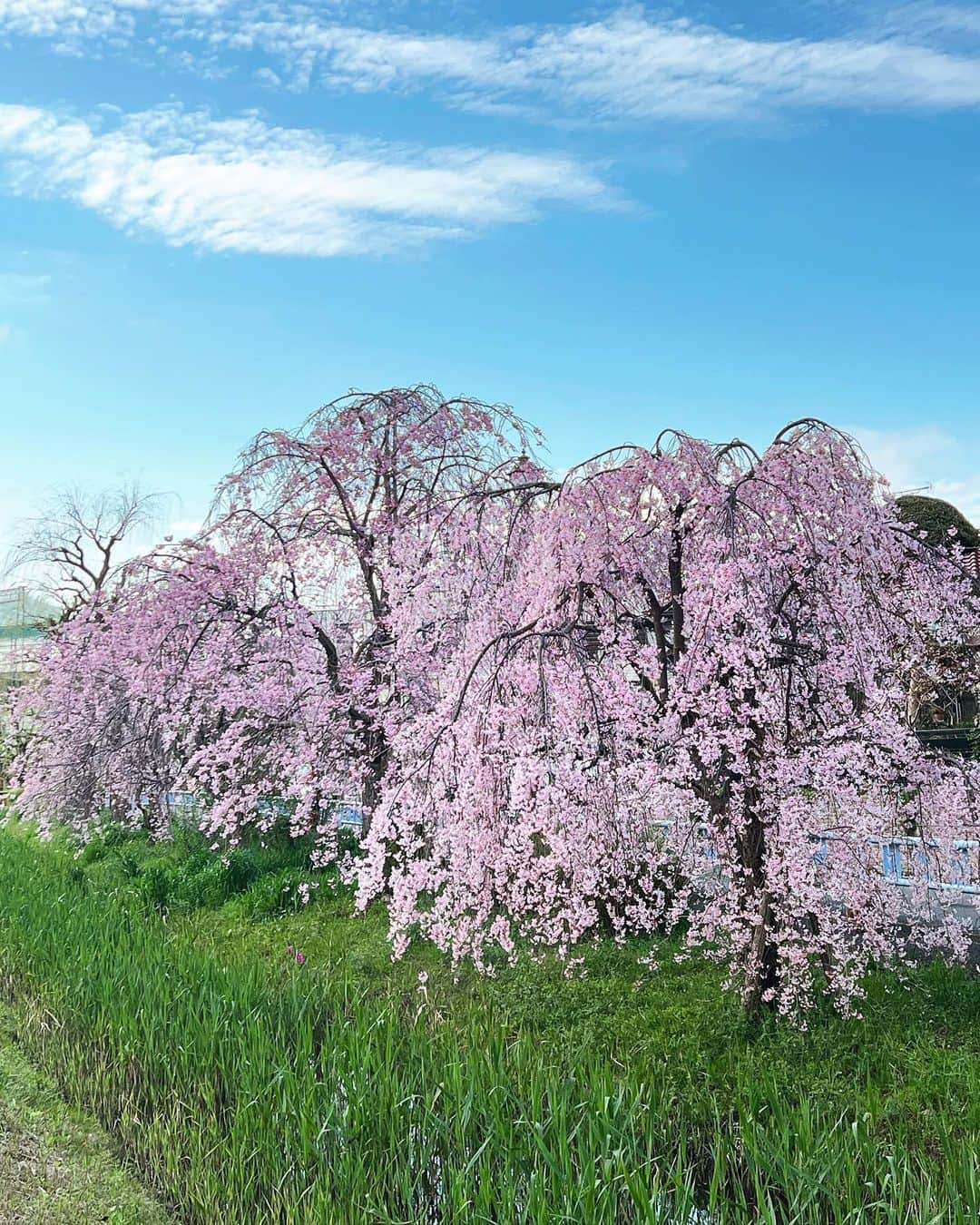 来夏のインスタグラム：「#🌸 美しき 桜の季節☺️  #桜 #cherryblossom」