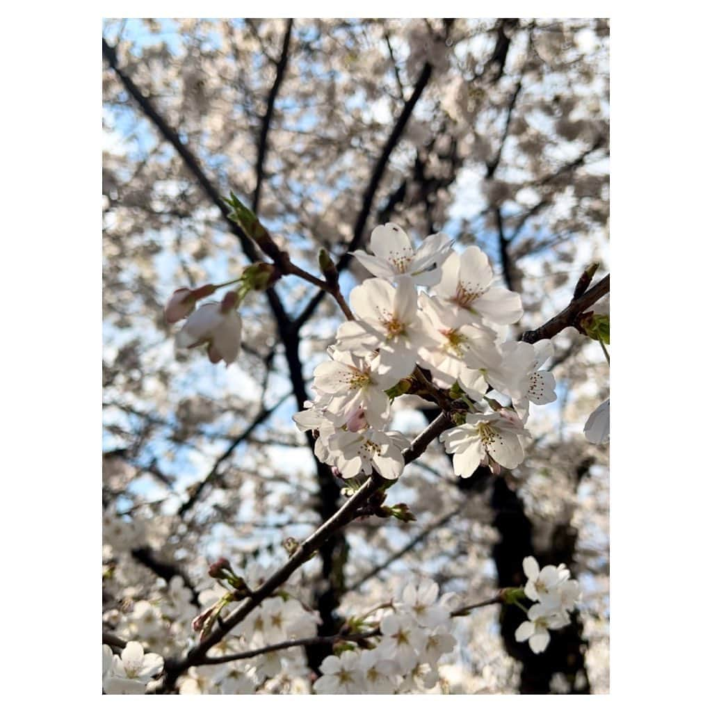 大後寿々花のインスタグラム：「#cherryblossom #🌸」