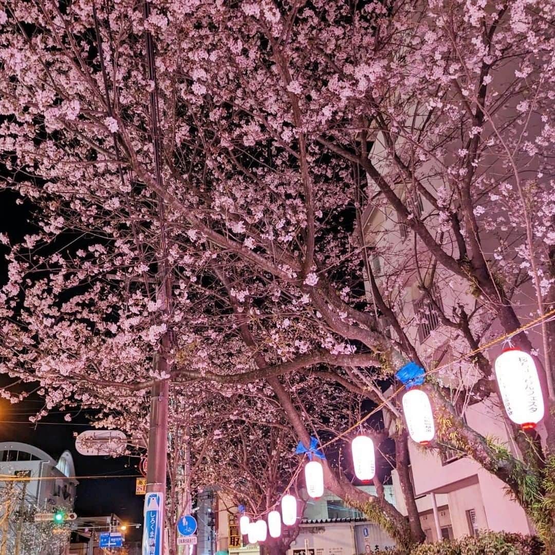 kagoshima_lixil_fudosanのインスタグラム：「紫原付近の物件をお探しの方、 春には毎年この景色を眺めることができます^^  ＃桜＃桜並木＃紫原＃鹿児島桜＃桜スポット＃鹿児島市＃鹿児島不動産」