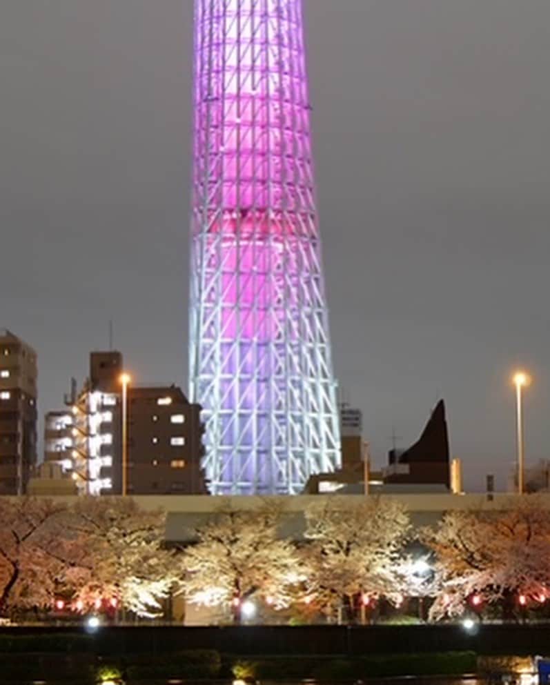 墨田区さんのインスタグラム写真 - (墨田区Instagram)「「夜桜～墨堤さくらまつり～」  隅田川沿いの墨堤通りではさくらまつりが開催されています🌸 去年は真っ暗だった桜並木ですが、今年はぼんぼりに灯りがともり、 夜桜をより一層美しく彩っていました🌃  開催期間 3/18(土)～4/9(日) ライトアップ18:30～21:00  １～４枚目　撮影者:　#すみだカメラ部１０選　@shikami_kobayashi ５～６枚目　撮影謝：　すみだかカメラ部１０選　@tetsushin634 #墨田区 #すみだ #sumida #東京 #tokyo #わたしのすみだ自慢 #これもすみだのシティプロモーション #墨堤 #さくらまつり #満開 #ソメイヨシノ #tokyoskytree #skytree #屋台 #夜桜 #隅田川 #屋形船 #花見 #帰りに一杯 #提灯 #lovenight__ #addicted_to_nights #japan_night_view #super_night_chanel #ig_nightshots #1x_japan」3月30日 16時00分 - sumida_official