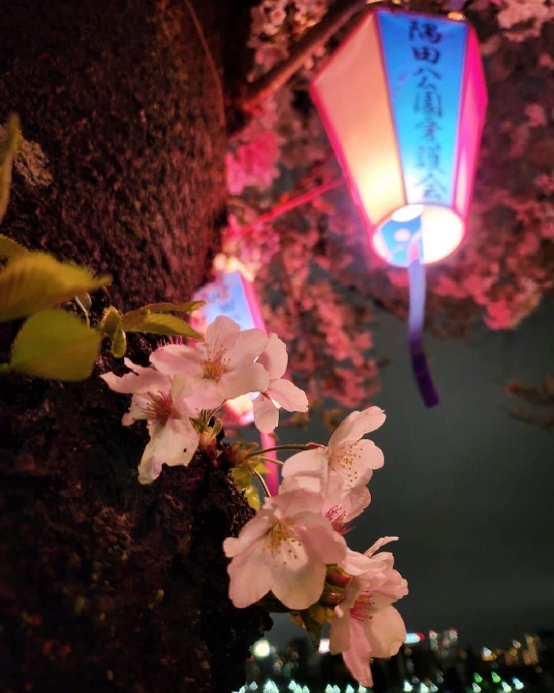 墨田区さんのインスタグラム写真 - (墨田区Instagram)「「夜桜～墨堤さくらまつり～」  隅田川沿いの墨堤通りではさくらまつりが開催されています🌸 去年は真っ暗だった桜並木ですが、今年はぼんぼりに灯りがともり、 夜桜をより一層美しく彩っていました🌃  開催期間 3/18(土)～4/9(日) ライトアップ18:30～21:00  １～４枚目　撮影者:　#すみだカメラ部１０選　@shikami_kobayashi ５～６枚目　撮影謝：　すみだかカメラ部１０選　@tetsushin634 #墨田区 #すみだ #sumida #東京 #tokyo #わたしのすみだ自慢 #これもすみだのシティプロモーション #墨堤 #さくらまつり #満開 #ソメイヨシノ #tokyoskytree #skytree #屋台 #夜桜 #隅田川 #屋形船 #花見 #帰りに一杯 #提灯 #lovenight__ #addicted_to_nights #japan_night_view #super_night_chanel #ig_nightshots #1x_japan」3月30日 16時00分 - sumida_official