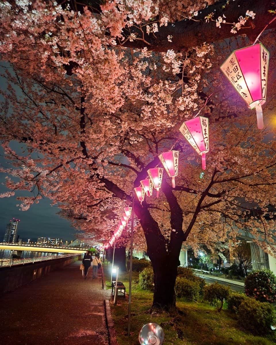 墨田区さんのインスタグラム写真 - (墨田区Instagram)「「夜桜～墨堤さくらまつり～」  隅田川沿いの墨堤通りではさくらまつりが開催されています🌸 去年は真っ暗だった桜並木ですが、今年はぼんぼりに灯りがともり、 夜桜をより一層美しく彩っていました🌃  開催期間 3/18(土)～4/9(日) ライトアップ18:30～21:00  １～４枚目　撮影者:　#すみだカメラ部１０選　@shikami_kobayashi ５～６枚目　撮影謝：　すみだかカメラ部１０選　@tetsushin634 #墨田区 #すみだ #sumida #東京 #tokyo #わたしのすみだ自慢 #これもすみだのシティプロモーション #墨堤 #さくらまつり #満開 #ソメイヨシノ #tokyoskytree #skytree #屋台 #夜桜 #隅田川 #屋形船 #花見 #帰りに一杯 #提灯 #lovenight__ #addicted_to_nights #japan_night_view #super_night_chanel #ig_nightshots #1x_japan」3月30日 16時00分 - sumida_official