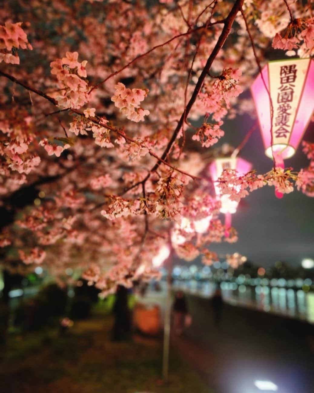 墨田区さんのインスタグラム写真 - (墨田区Instagram)「「夜桜～墨堤さくらまつり～」  隅田川沿いの墨堤通りではさくらまつりが開催されています🌸 去年は真っ暗だった桜並木ですが、今年はぼんぼりに灯りがともり、 夜桜をより一層美しく彩っていました🌃  開催期間 3/18(土)～4/9(日) ライトアップ18:30～21:00  １～４枚目　撮影者:　#すみだカメラ部１０選　@shikami_kobayashi ５～６枚目　撮影謝：　すみだかカメラ部１０選　@tetsushin634 #墨田区 #すみだ #sumida #東京 #tokyo #わたしのすみだ自慢 #これもすみだのシティプロモーション #墨堤 #さくらまつり #満開 #ソメイヨシノ #tokyoskytree #skytree #屋台 #夜桜 #隅田川 #屋形船 #花見 #帰りに一杯 #提灯 #lovenight__ #addicted_to_nights #japan_night_view #super_night_chanel #ig_nightshots #1x_japan」3月30日 16時00分 - sumida_official