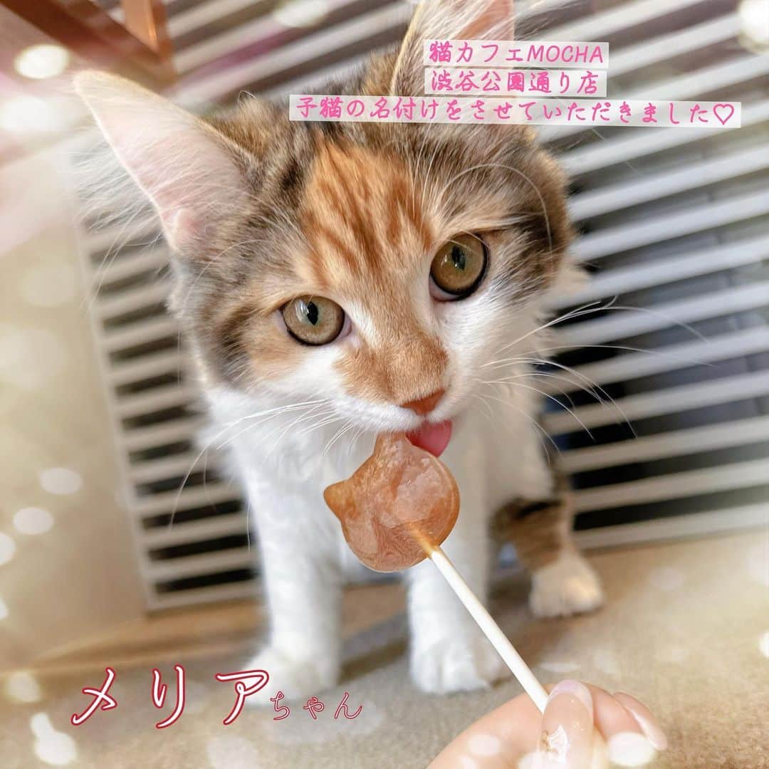 のインスタグラム：「【猫の名前をつけました❣️】  #猫カフェmocha公式アンバサダー として #猫カフェmocha渋谷公園通り店  に新しくお迎えされた子猫の名付けイベントに招待していただきました😢💛💛  今回は ❤️おんなのこ 💛ノルウェージャンフォレストキャット 🤎三毛猫 の超美人なこの子にお名前をつけることに☺️  お話を頂戴してからずっと考えていましたが、なかなか思いつかず… 最初は私とおなじ「つばき」にしようかと思っていましたが、洋猫なのでカタカナで「メリア」ちゃんがとってもしっくりきたのでメリアちゃんに決定しました🎉  いまはとっても小さいメリアちゃんですがノルウェージャンフォレストは大人になるととっても大きくなります✨ これからいっぱいご飯を食べて大きくなっていくメリアちゃんの成長を見守りましょう🥺💕  ぜひ私が名前をつけたメリアちゃんを見に猫カフェMOCHAに来てください😊😊 私もできる限り会いに行く🏃🏻‍♀️🏃🏻‍♀️♡ Instagramに上げるときはぜひ #mochaメリア でタグづけしてね🐱  ※今回はイベントのため特別に許可を得て抱っこしていますが、通常営業時は抱っこ禁止です。ご了承ください  🐱好きの私は、しょっちゅう猫カフェMOCHA様を利用していたので、アンバサダーになれてとっても嬉しいです❣️  猫カフェMOCHAの魅力をみなさんに知っていただきもっともっと猫カフェが身近なものになっていったらいいなと思っています☺️」