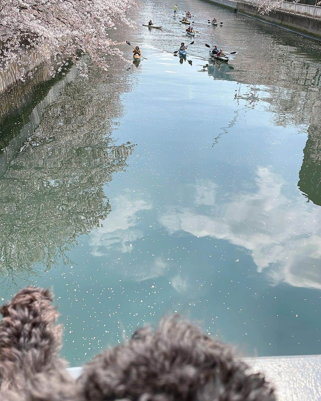 松浦有希さんのインスタグラム写真 - (松浦有希Instagram)「カヌーの人たちに🛶 手を振る俺🐕‍🦺 美しい春の日🌸🙏 #マルプー #マルプー子犬 #マルプーブラックアンドホワイト #マルチプー #マルチプー子犬 #マルチプードル男の子 #桜 #桜2023 #カヌー」3月30日 14時48分 - 12bambi12_yuki_matsuura