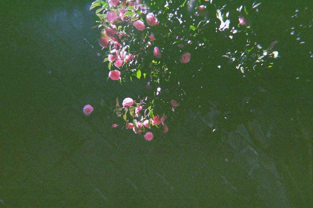 のインスタグラム：「#rose  #filmphoto」