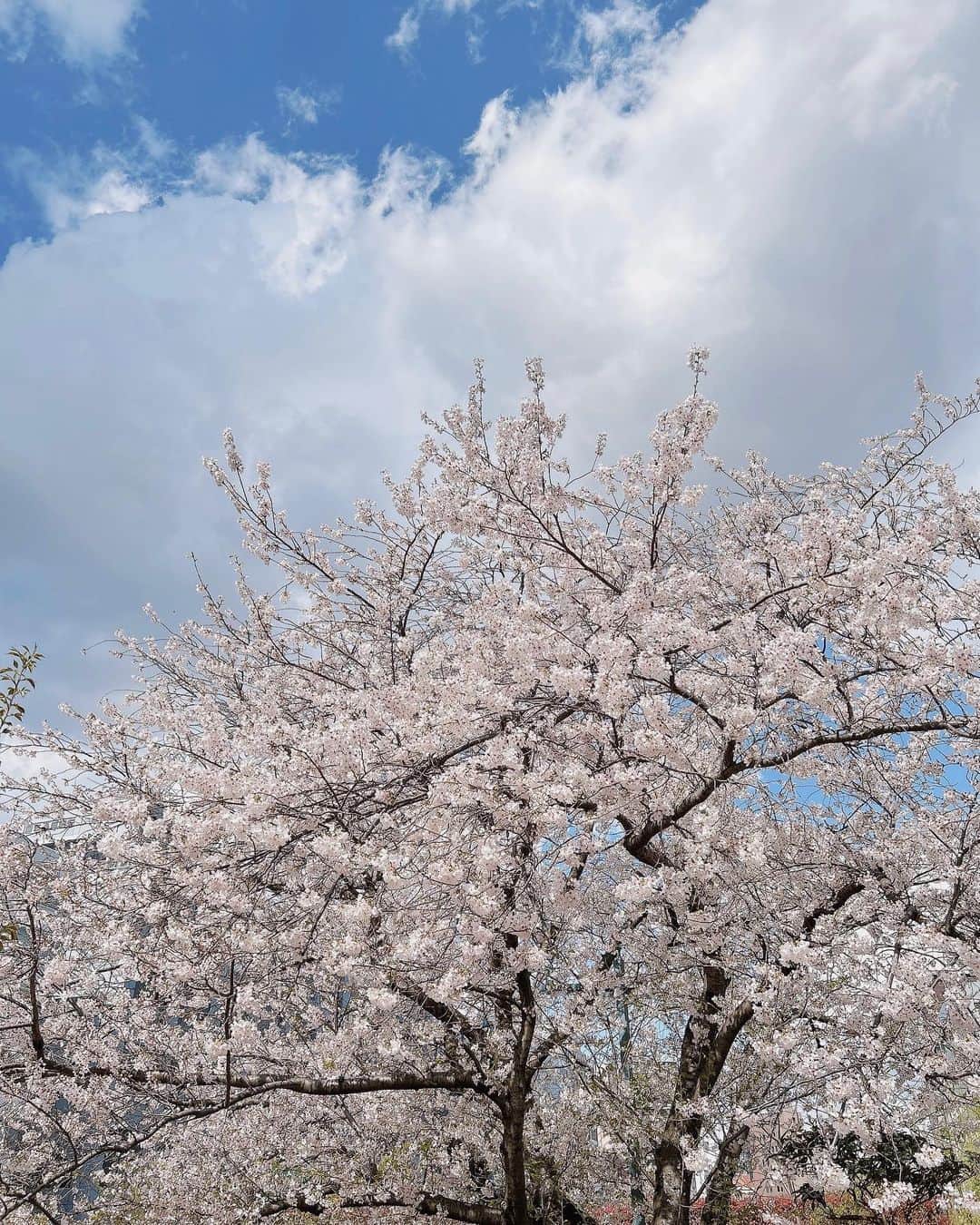 伊藤かな恵さんのインスタグラム写真 - (伊藤かな恵Instagram)「今年の桜！  #桜 #立ち見お花見 #最後のは曇り #伊藤かな恵」3月30日 15時06分 - kanae_1126_ito