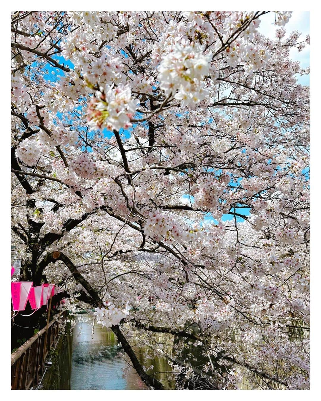 高山直子さんのインスタグラム写真 - (高山直子Instagram)「SAKURA2023🌸  #familytime」3月30日 15時14分 - nao_70koro