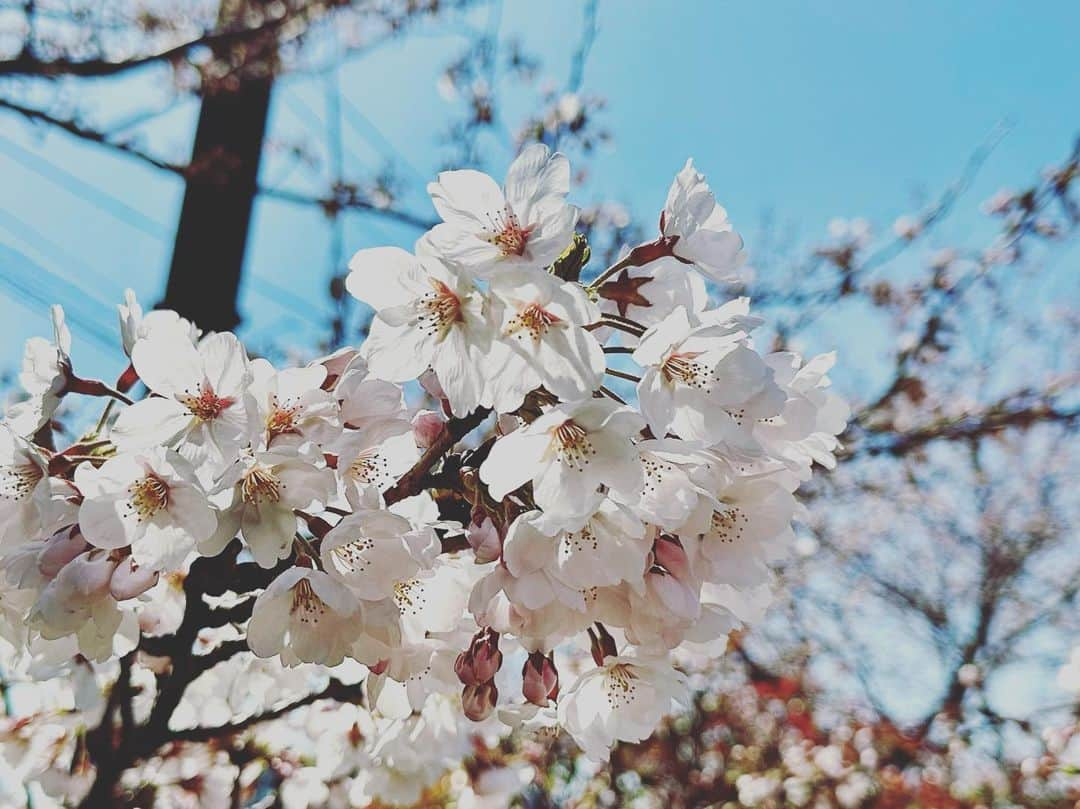 大西遥香さんのインスタグラム写真 - (大西遥香Instagram)「. あさんぽ🌸  #新潟 #やすらぎ堤 #さくら #パーカー #sanrise #niigata #sakura #cherryblossom」3月30日 15時20分 - hrka_onsh