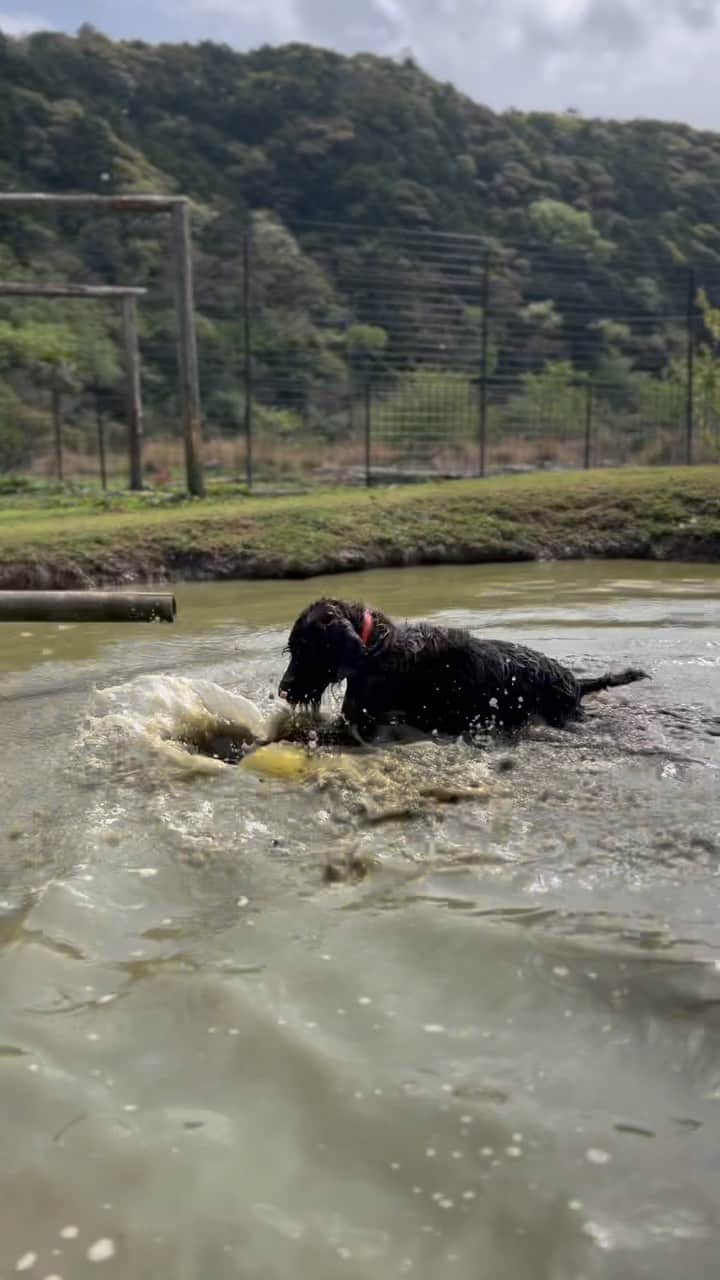 WAMPERSのインスタグラム：「#犬#いぬ#いぬすたぐらむ #犬のいる暮らし」