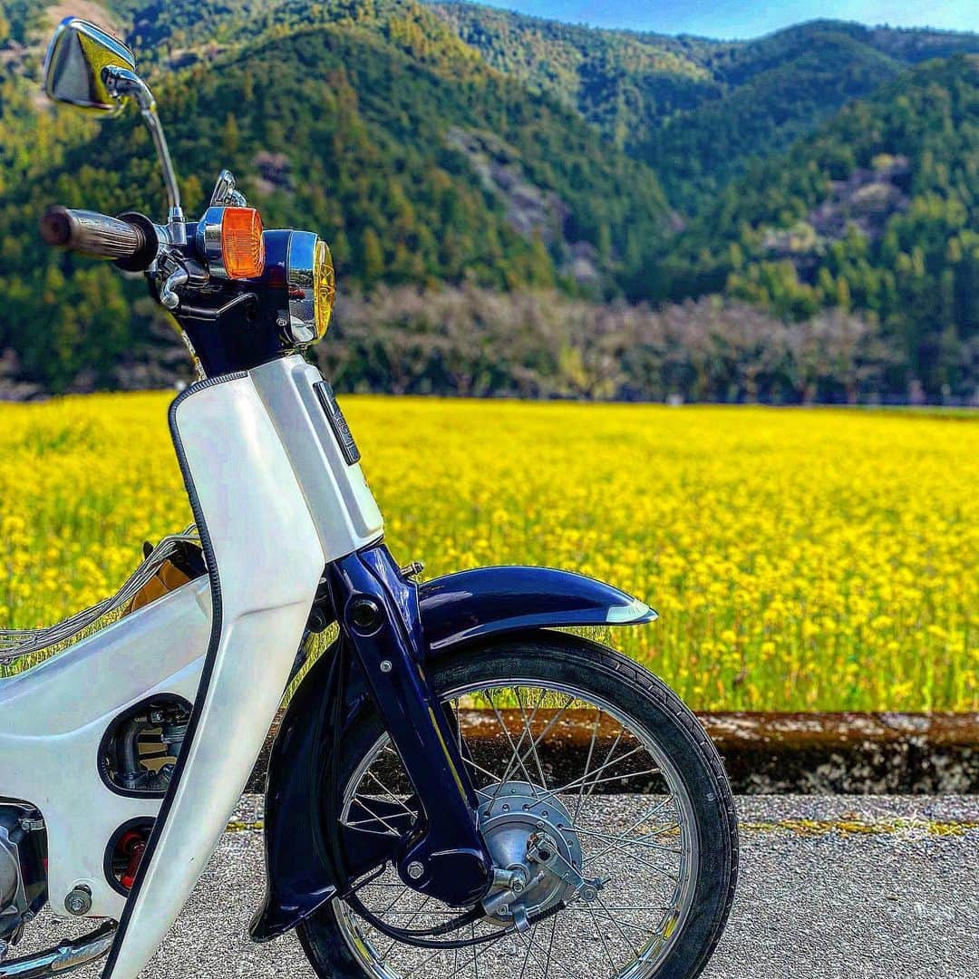 Honda 本田技研工業(株)さんのインスタグラム写真 - (Honda 本田技研工業(株)Instagram)「美しく咲き誇る菜の花が、春の訪れを感じさせます🌱 絶好のツーリングスポットですね☺ . 「カブと菜の花」 Photo by @cocoa_okaba . #MeandHonda #Honda #バイク #bike #HondaBike #スーパーカブ #SuperCub #写真 #photo #ファインダー越しの私の世界 . 本アカウントでは、「 #MeandHonda 」をつけてInstagramに投稿された皆さんの写真を紹介させていただきます。 Honda製品を取り入れた作品はもちろん、製品が写っていない作品も大歓迎です！ . 思い出の写真や自宅付近で撮影された写真など、たくさんのご投稿をお待ちしています。」4月14日 11時00分 - hondajp