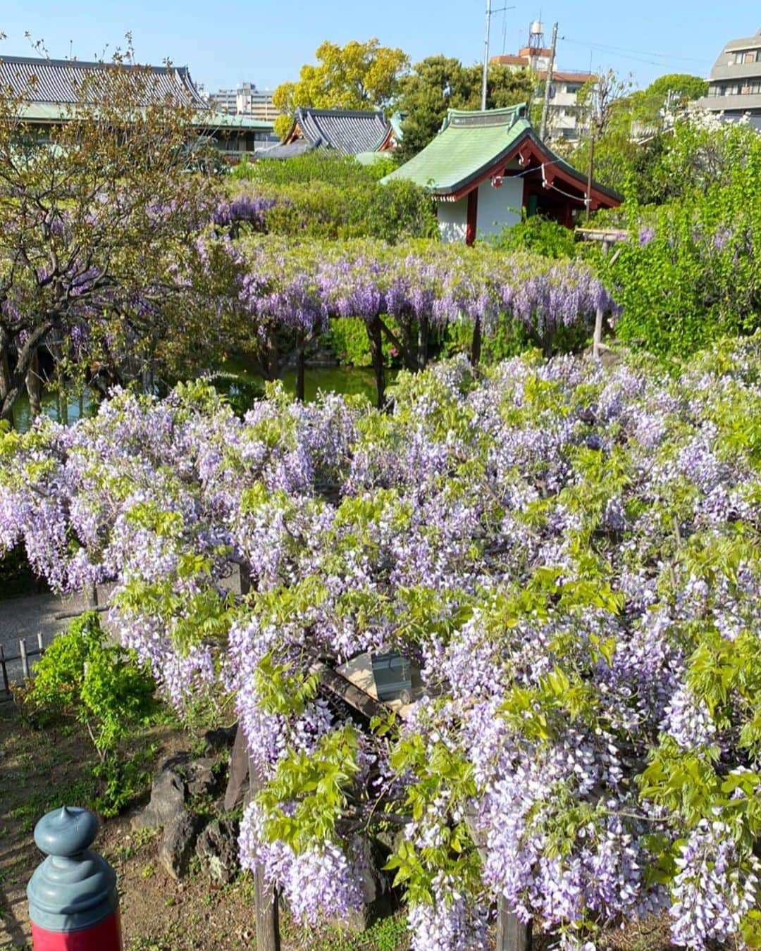 松本孝美さんのインスタグラム写真 - (松本孝美Instagram)「昨日は #亀戸天神 へ 藤を見に行ってきました  藤まつりが始まる前でしたが 今年は開花が早いようです  上から見ても下から見ても素晴らしい そして、すごーく良い香り  #藤#亀戸天神社#東京#花見 #wisteria#tokyo」4月14日 10時56分 - t_mimi1414