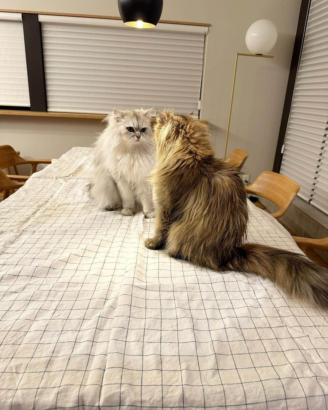 兄弟猫と私と夫の2トムのまいにちさんのインスタグラム写真 - (兄弟猫と私と夫の2トムのまいにちInstagram)「discussion 無言の話し合い。  #cat#cats#catstagram#catstagram_japan#instacat#cutecat#cutepetclub#bestcats#world_kawaii_cat#catoftheday#meow#bestmeow#TheDailyKitten#ねこ#ネコ#猫#ねこ部#ふわもこ部#pecoねこ部#みんねこ#チンチラ#チンチラゴールデン#チンチラシルバー#ペルシャ#ふぅ豆#みぃ豆」4月14日 10時56分 - maamiff