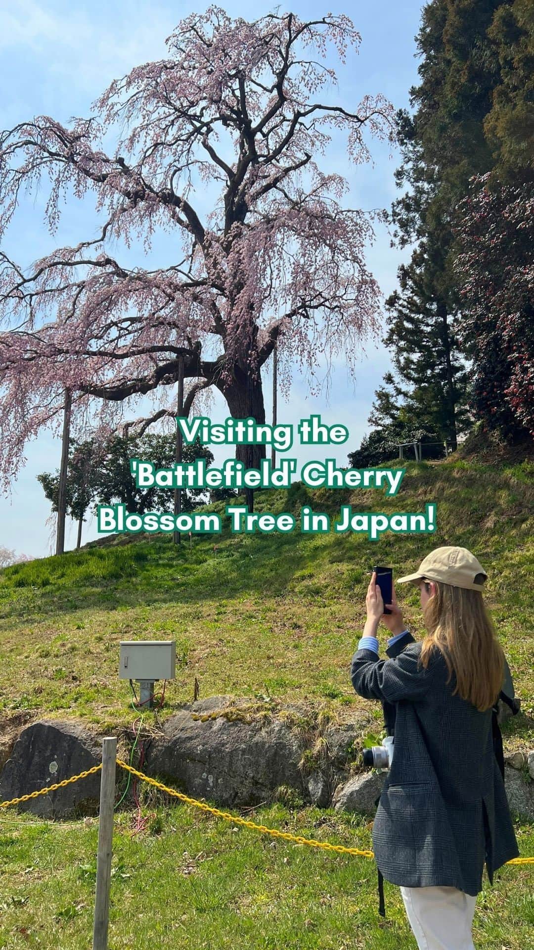 Rediscover Fukushimaのインスタグラム：「A battlefield? 🤔 Husband and wife? 👀 Grandchildren? 😵‍💫  Kassenba's Weeping Cherry Tree has quite an interesting history.  From afar, it simply looks like a massive weeping cherry tree with flowers cascading from its branches. 🌸  Up close, you’ll see these are actually two trees standing close together! 🫶  Because of their closeness, these are known as the husband and wife cherry tree, and the spot truly makes for a romantic date spot! 💗  However…  The trees are in fact said to be grand-children of the great Miharu Takizakura tree in Miharu town!   Miharu Takizakura is +1000 years old, while these weeping cherry trees are still +170 years young!  As for the battlefield…  ⚔️ These trees stand on the site where a samurai battle allegedly took place!  Hence its name in Japanese, ‘kassenba’, which means battlefield.  🌸The area surrounding the trees is absolutely beautiful and brimming with weeping cherry blossoms and bright yellow nanohana flowers.  Kassenba's Weeping Cherry Tree is located in a rural area, and can only be reached by car, but it is well worth the drive!  Pictures are from last week, when the trees were in full bloom. You may notice that the tree itself doesn’t look that full - it is currently under treatment with the hopes of invigorating it, so hopefully it’ll bloom more fully in the coming years.   I’d most certainly recommend adding this tree to your list of must-see sakura destinations for next year!  If you found this reel interesting, be sure to share it and save it for your next visit to Nihonmatsu City!  #visitfukushima #kassenba #kassenbaweepingcherry #fukushima #japantravel #beautifuldestinations #visitjapanjp #visitjapanau #visitjapanus #visitjapantw #visitjapanfr #beautifuljapan #japantravelinspo #sakuraseason #spring #japanreels #visittohoku #tohokutrip #tohoku #nihonmatsu #桜 #福島観光」