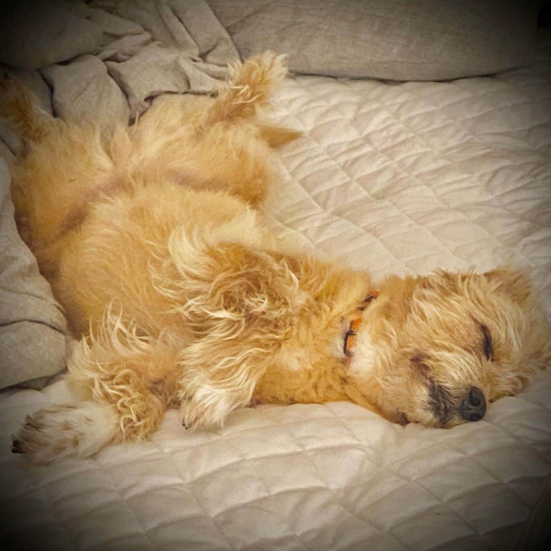 宮本亜門のインスタグラム：「💤   #今朝は寝坊　#ベッドぐちゃぐちゃは見逃してね  #保護犬　#ビート　#宮本亞門　#犬のいる暮らし #いぬすたぐらむ🐶 #doglover #shelterdog」