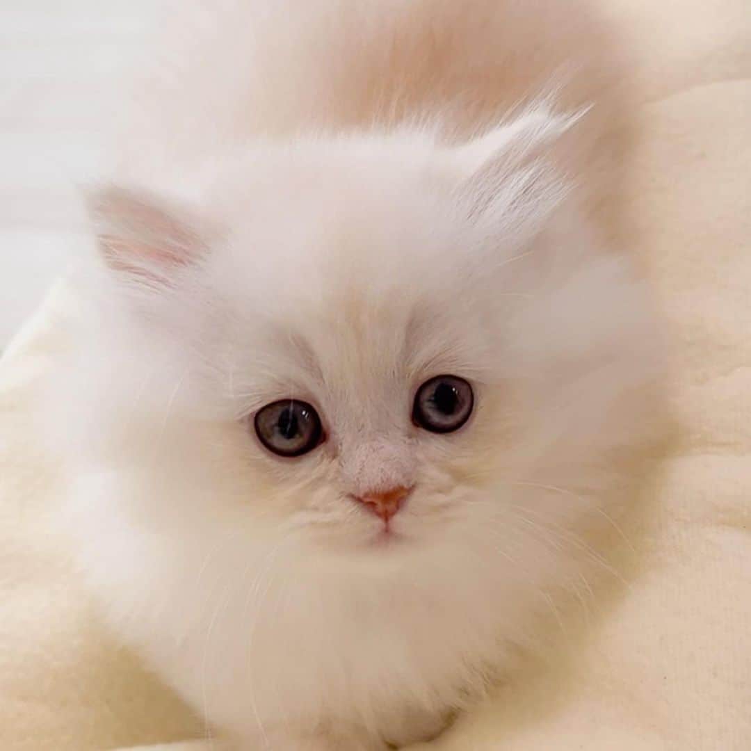 羽咲みはるのインスタグラム：「4/12は エルきゅんのお誕生日でした🎂💓 1才になったエルきゅん！  今日の写真は エルと初めて会った時の写真です☺️  ふわふわの天使くん👼💓 出会ってくれて有難うすぎる😭 毎日癒しをありがとう😭 毎日ほんと大好きだ😭  ハルとエルがいてくれて よかった🐶🐱  #cat #猫　#ねこすたぐらむ #ねこのいる生活 #猫赤ちゃん  #ミヌエット」