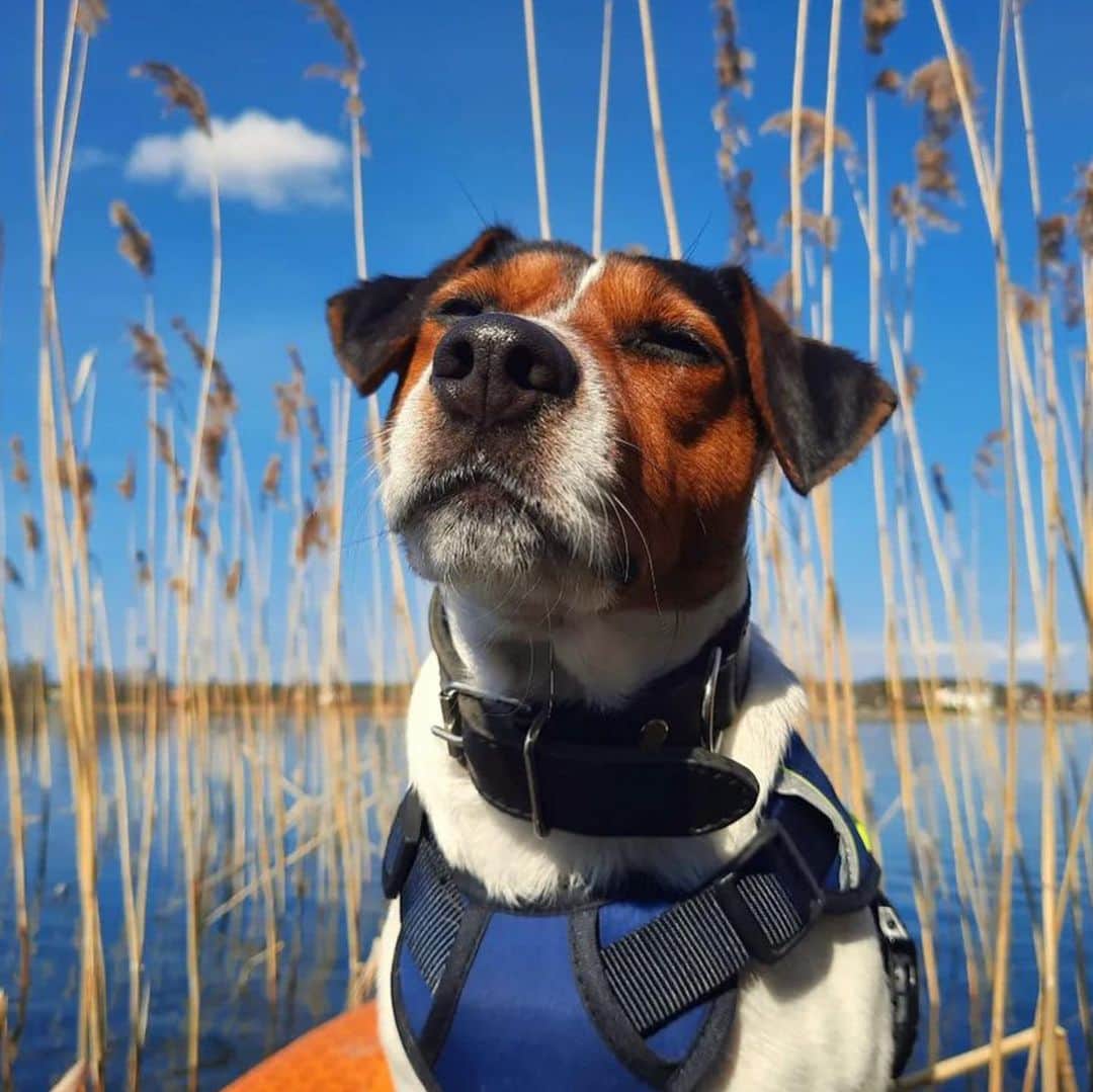 Bolt and Keelのインスタグラム：「Meet Vita! 🐾 She loves to go paddle boarding and will fetch any stick that crosses her path 🌾  @adventrapets ➡️ @_marti_the_cat_  —————————————————— Follow @adventrapets to meet cute, brave and inspiring adventure pets from all over the world! 🌲🐶🐱🌲  • TAG US IN YOUR POSTS to get your little adventurer featured! #adventrapets ——————————————————」