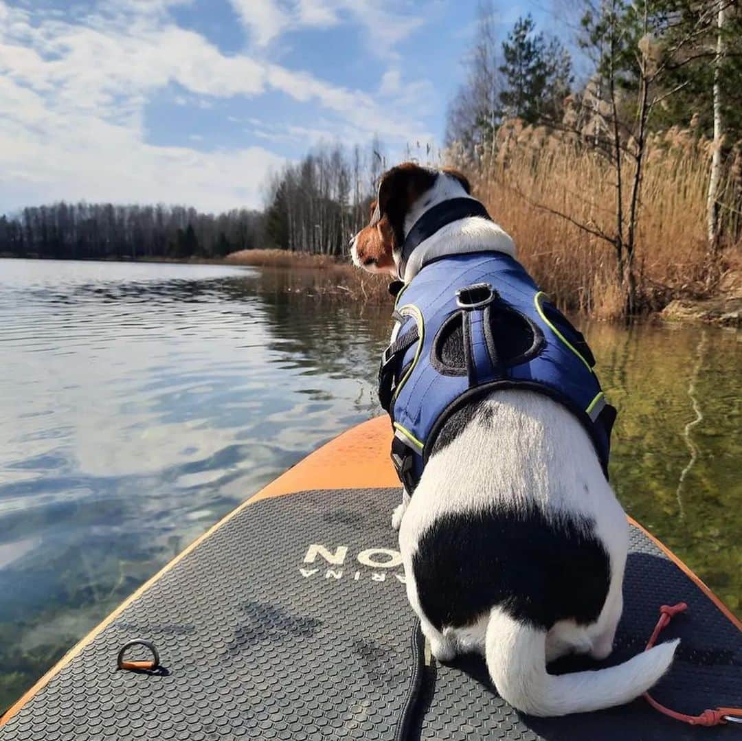 Bolt and Keelさんのインスタグラム写真 - (Bolt and KeelInstagram)「Meet Vita! 🐾 She loves to go paddle boarding and will fetch any stick that crosses her path 🌾  @adventrapets ➡️ @_marti_the_cat_  —————————————————— Follow @adventrapets to meet cute, brave and inspiring adventure pets from all over the world! 🌲🐶🐱🌲  • TAG US IN YOUR POSTS to get your little adventurer featured! #adventrapets ——————————————————」4月14日 2時43分 - adventrapets