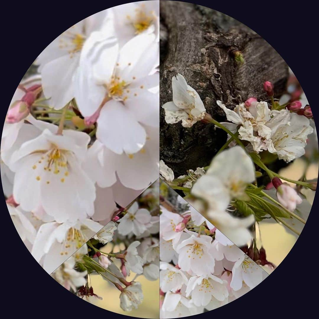 コンラッド・アンカーのインスタグラム：「It's that time of year again. Yes the cherry trees are blooming and we have spring (in the northern hemisphere) welcoming us each and every day.  If you follow along, you'll know what follows. The peace photo collage is a remembrance for those lost to gun violence. For the families in Nashville and Louisville, may your communities be with you in this time of grief.   To date there have been 146 incidents in the United States during 2023 in which 4 or more people have been killed.  For children and adolescents "firearm related injuries" are the leading cause of death. This is a preventable cause of death and we are not protecting our youth.  The debate between the 2nd Amendment (the right to bear arms) and personal / societal safety is fracturing our society.  Is it worth it?   Respect for @brotherjones_ & @justinjpearson for standing up for the people of Nashville & Memphis. Your voice is heard around the world.」