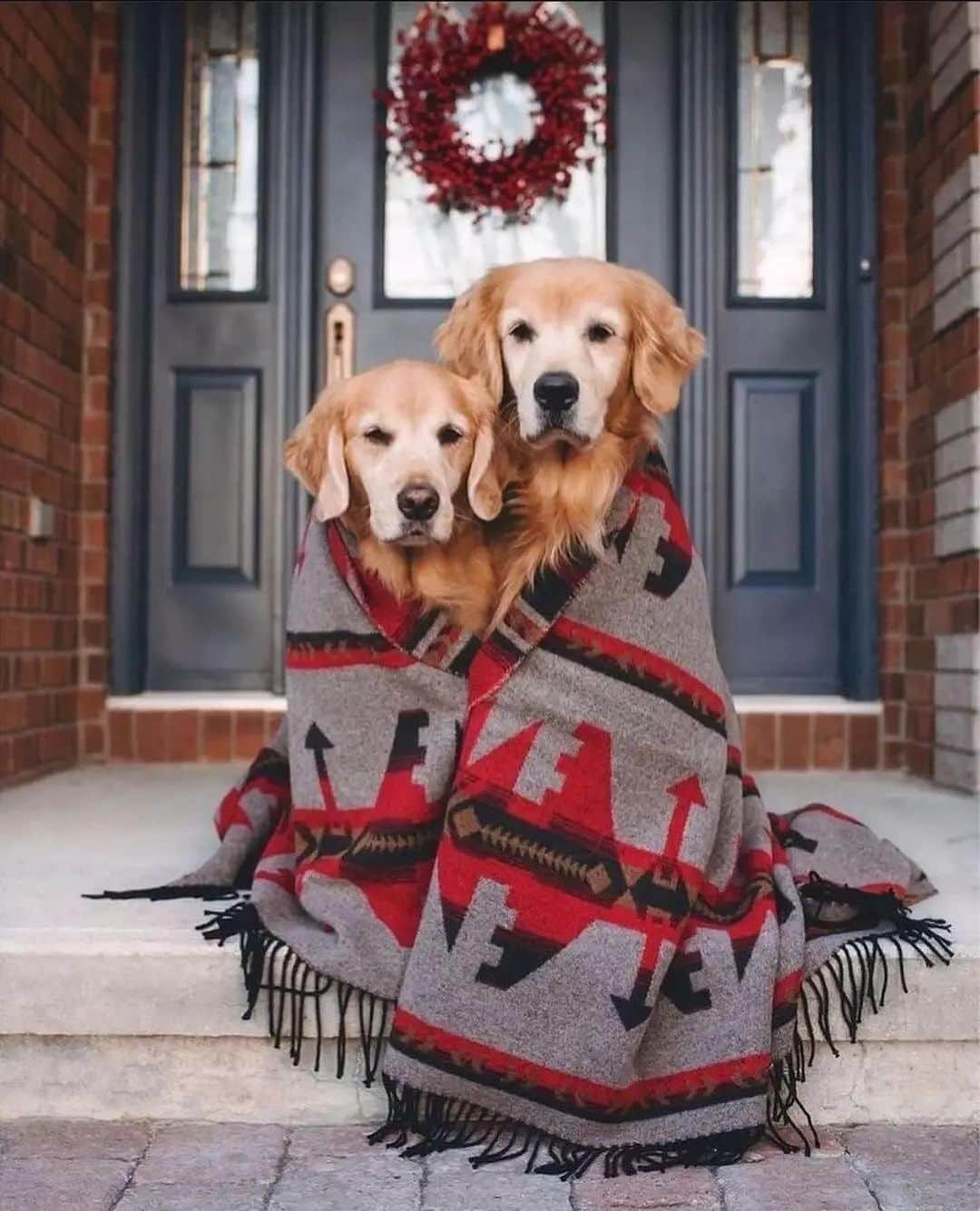 animalsさんのインスタグラム写真 - (animalsInstagram)「@lizzie.bear is one of our favorites 🥰 Double tap if you love dogs 💜 .  Photos by: @lizzie.bear」4月14日 22時45分 - babyanmlpics