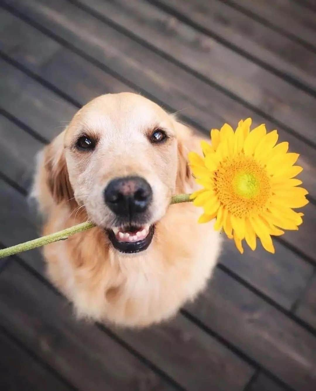 animalsさんのインスタグラム写真 - (animalsInstagram)「@lizzie.bear is one of our favorites 🥰 Double tap if you love dogs 💜 .  Photos by: @lizzie.bear」4月14日 22時45分 - babyanmlpics