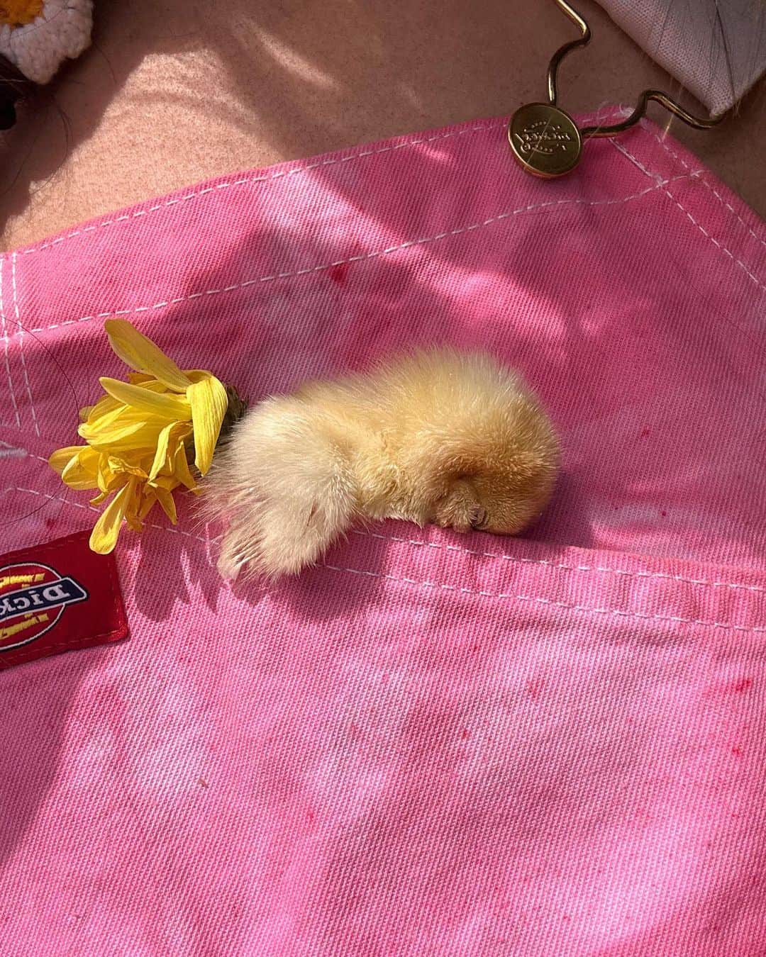 Amber Fillerup Clarkさんのインスタグラム写真 - (Amber Fillerup ClarkInstagram)「Sleepy chickies 🥲 and a pink lamp」4月14日 2時53分 - amberfillerup