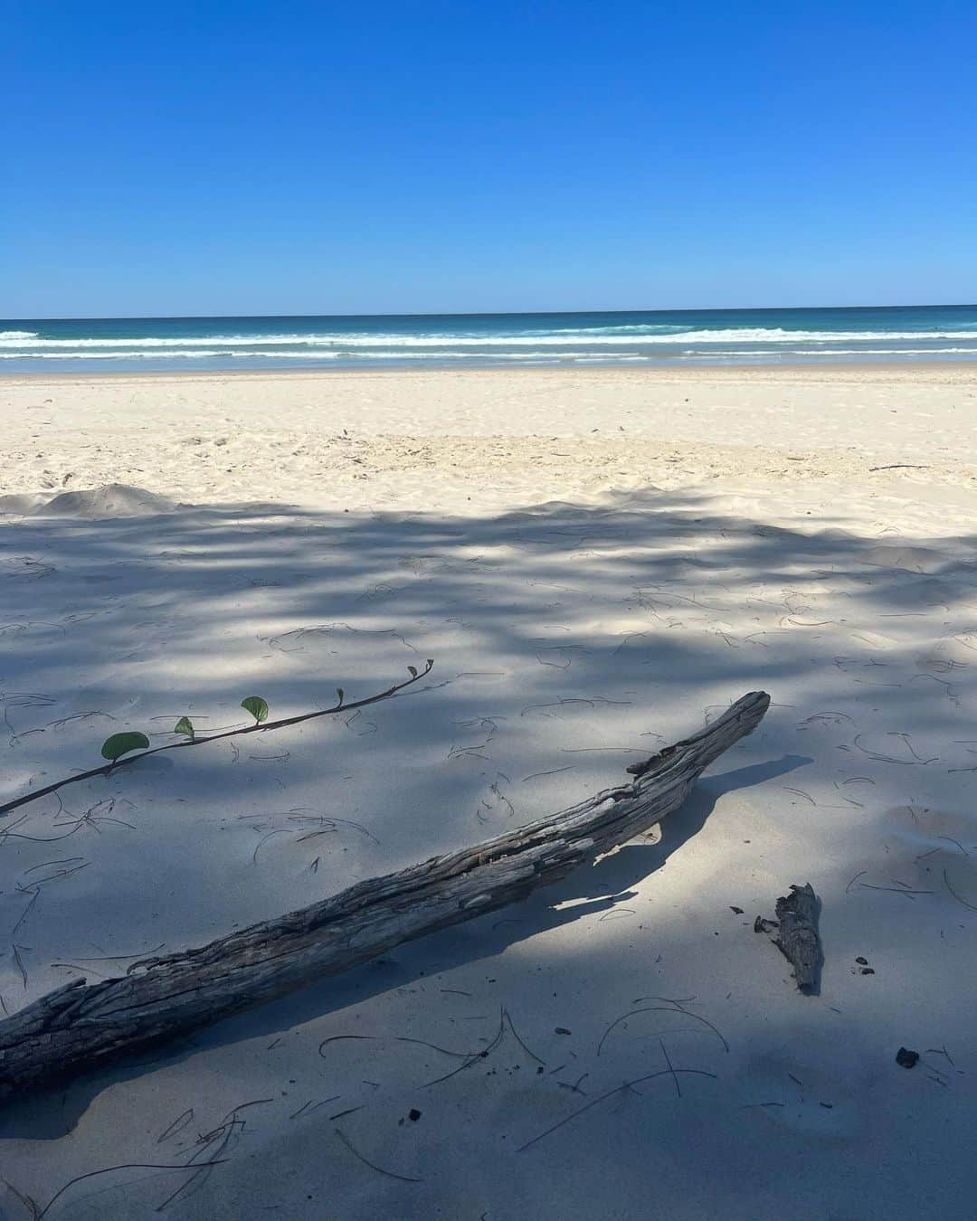 Beckさんのインスタグラム写真 - (BeckInstagram)「First tour in Australia in five years. Even saw a wild kangaroo. Thanks for the hospitality 🦘」4月14日 3時02分 - beck