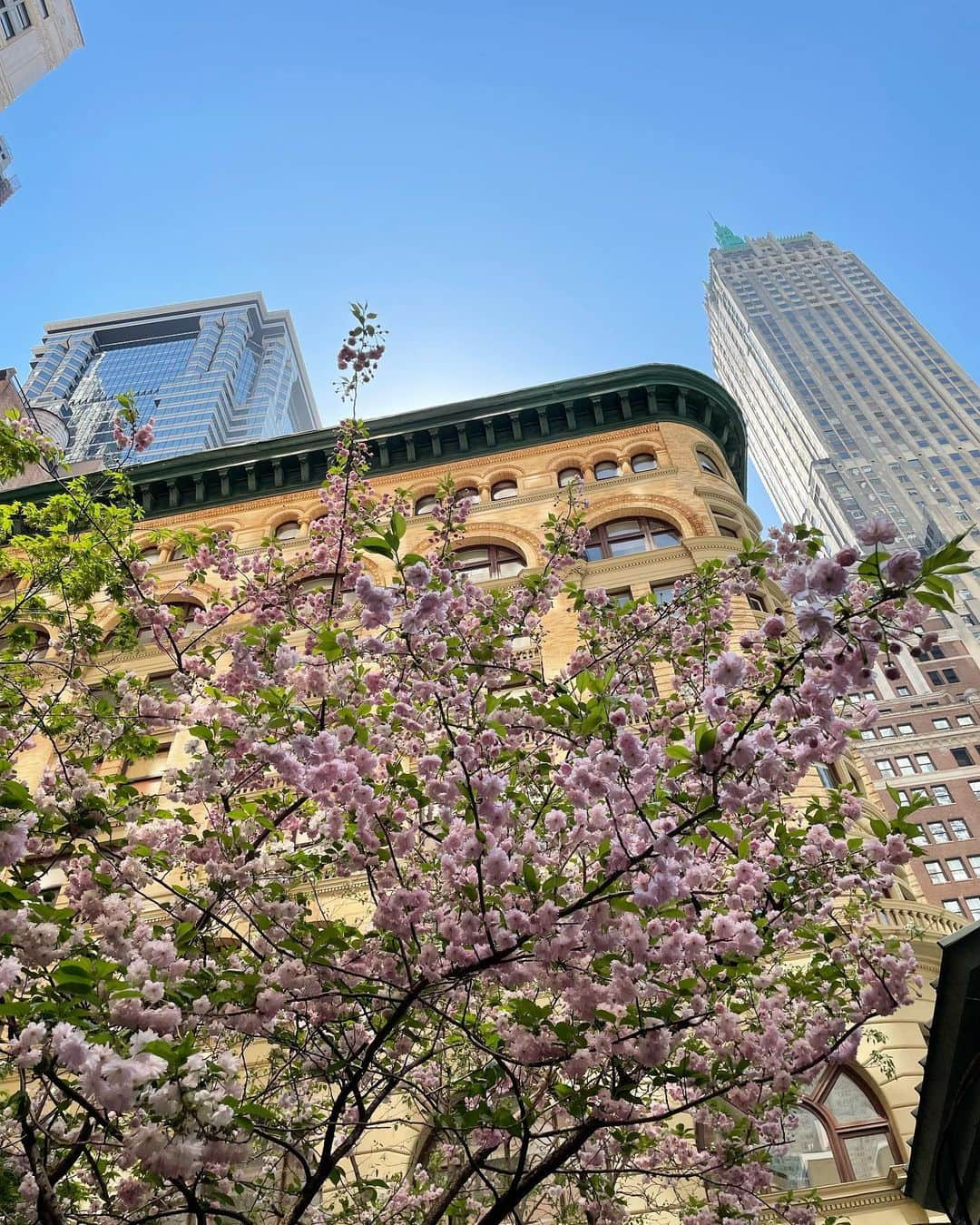 Monday満ちるさんのインスタグラム写真 - (Monday満ちるInstagram)「Such a beautiful day in NY, warm but not too hot, perfectly dry. The cherry blossoms are in bloom 🌸」4月14日 3時02分 - mondaymichiru