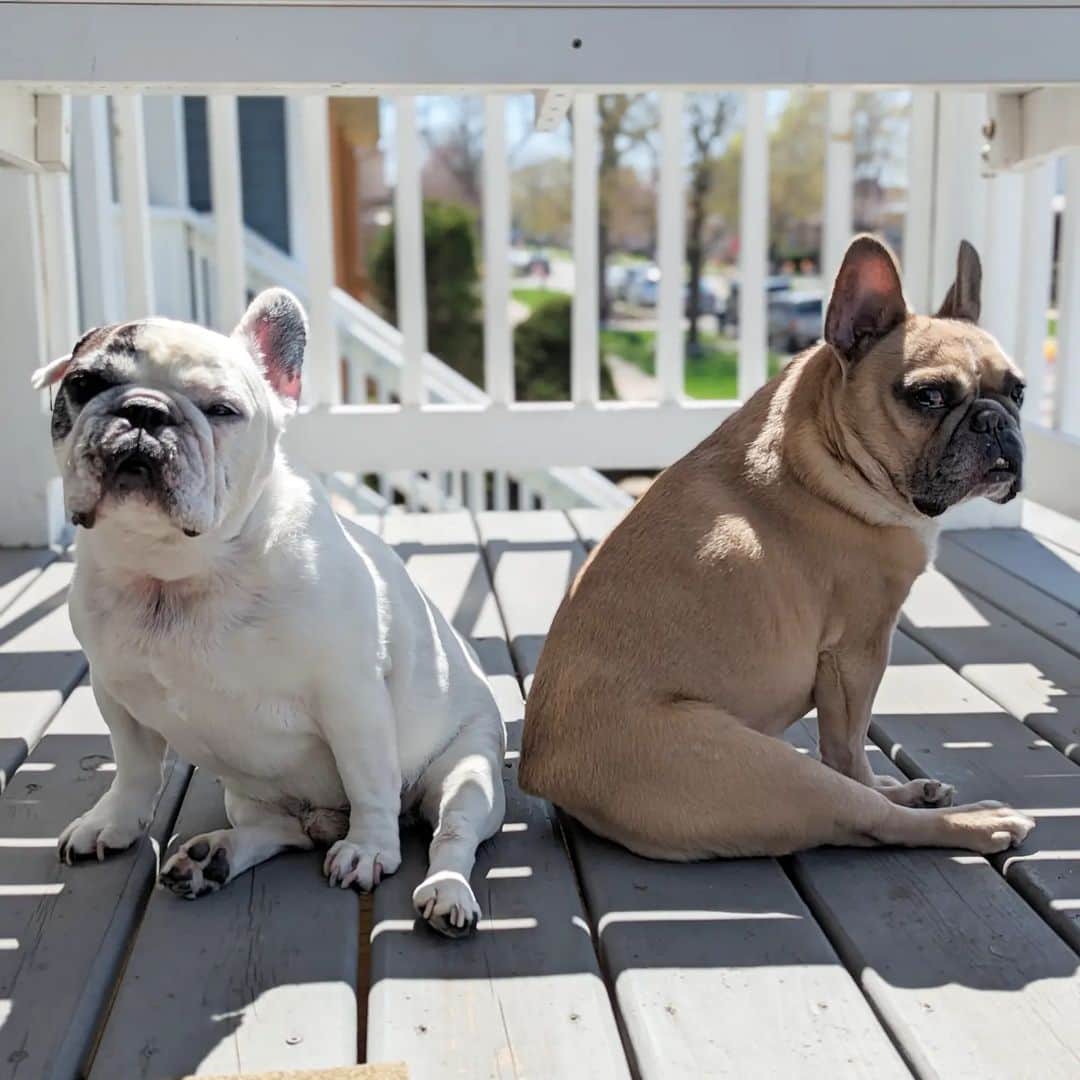 Manny The Frenchieのインスタグラム：「Porch hangs with my brother ☀️」