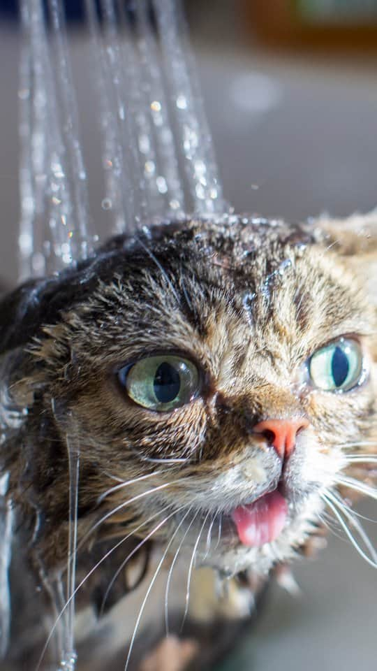 Lil BUBのインスタグラム：「A lil BUBble bath. Sound = YES  #BUBath #bathingbub #lilbub #goodjobbub #bubblebath」