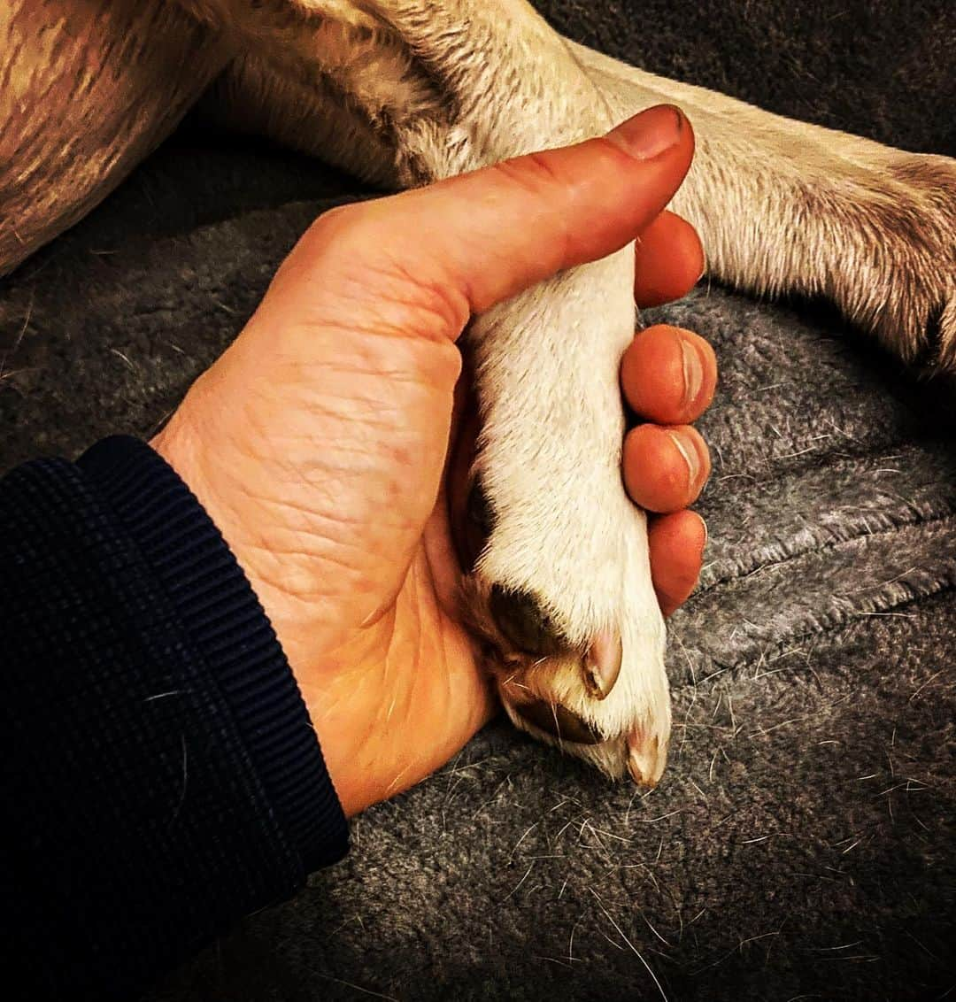 デビッド・モリシーさんのインスタグラム写真 - (デビッド・モリシーInstagram)「Paw Me. 😉」4月14日 4時59分 - davidmorrissey