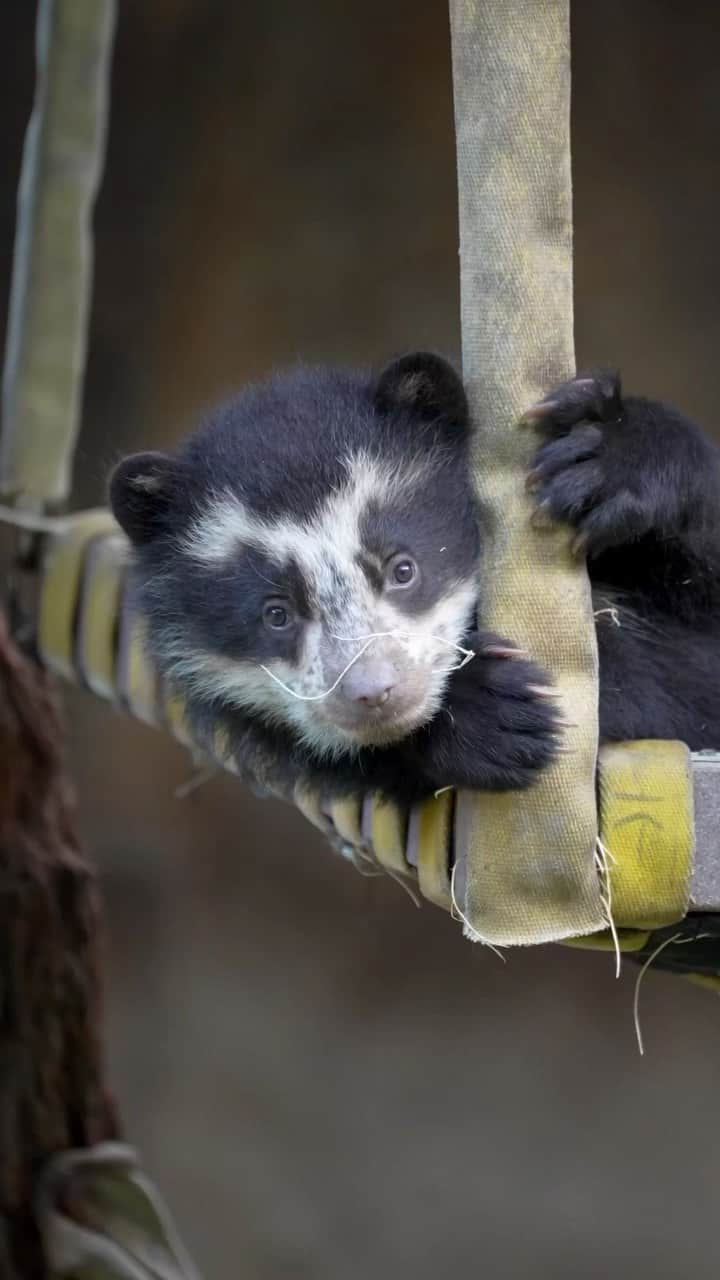 San Diego Zooのインスタグラム：「Partners in climb 🌳  #AndeanBear #Cubs #Climbing #SanDiegoZoo」