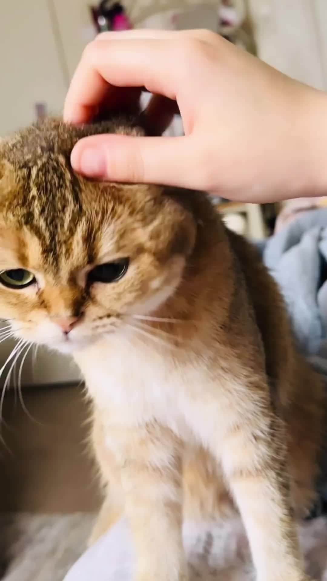 のインスタグラム：「From @purrfect_catt: "𝒎𝒚 𝒎𝒐𝒎 𝒍𝒐𝒗𝒆𝒔 𝒕𝒐 𝒑𝒊𝒏𝒄𝒉 𝒎𝒚 𝒄𝒉𝒆𝒆𝒌. 🫢😽💚" #catsofinstagram」