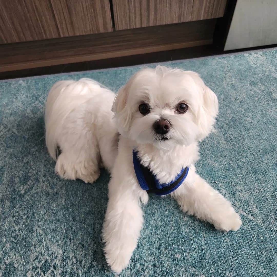 Toby LittleDudeのインスタグラム：「Got a haircut. Feeling fresh 😍  #theothemaltese #maltese #puppy #dogsofinstagram #maltesepuppy #haircut #dogsofvancouver #doggo」