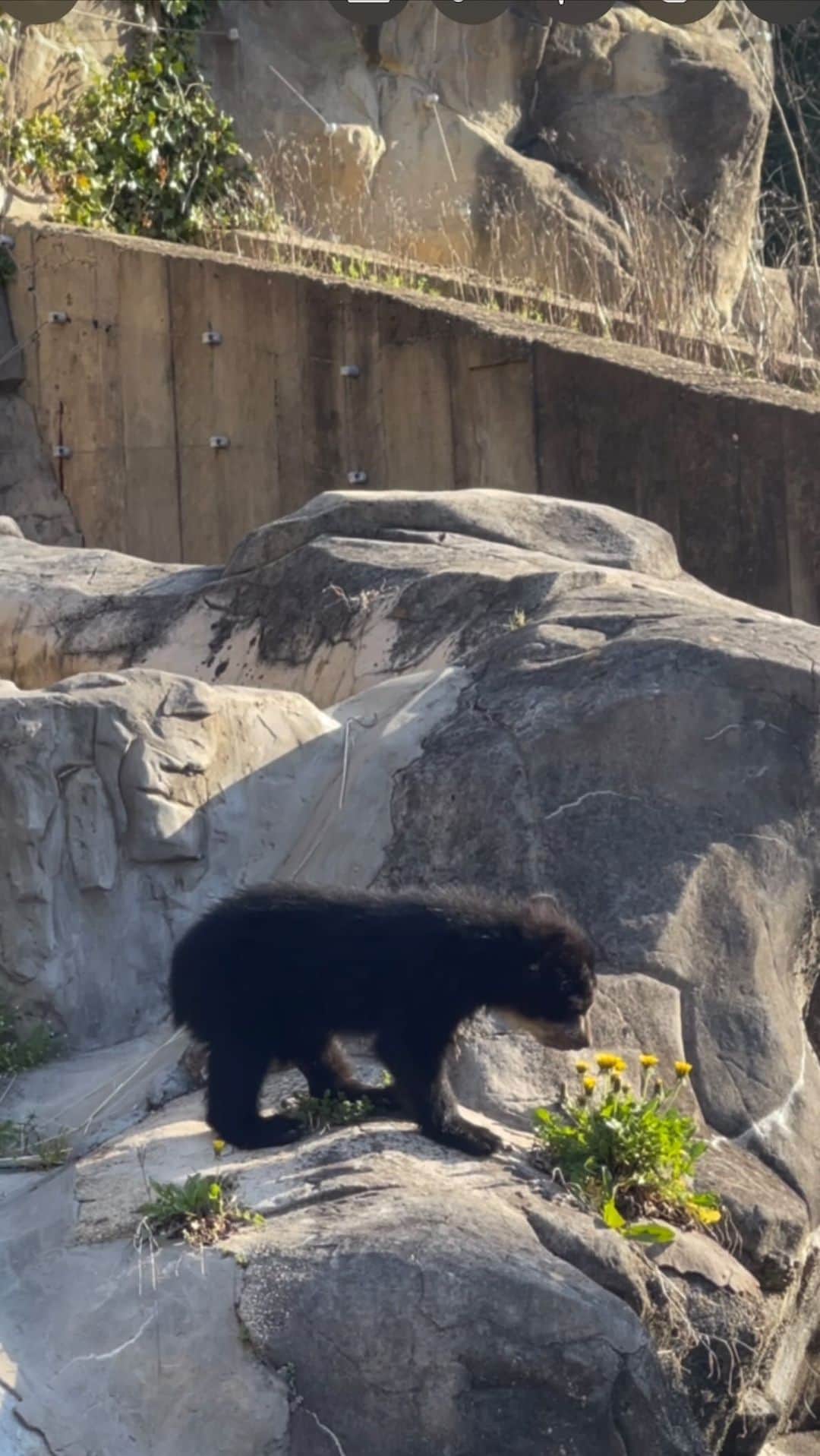 のインスタグラム：「Frolic, tumble, and climb 🐾 Have you met our new Andean bear cubs? Brothers Sean and Ian have been exploring their yard since mid-March 🐻   Born Nov. 15, 2022, these are the first cubs born to 4-year-old mother Brienne and 9-year-old father Quito. Ian has a triangle patch on his forehead, while Sean has a hook over his right eye like Quito.   Explore the live Andean Bear Cub Cam on the Zoo’s website!   Video description: Various scenes of two bear cubs playing in their outdoor yard at a zoo while their mother looks on. They sniff flowers, wrestle, run, and climb a tree.」
