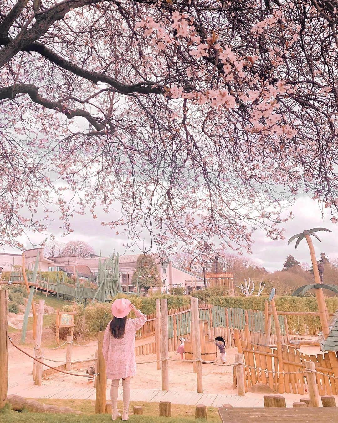 LIKARANAIのインスタグラム：「That’s it for the cherry blossom theme folks🌸 Just a few more shots of this blossom, hope you enjoyed it as much as I did, it was so beautiful ✿ But please remember these were taken last month so save these for next year 🔖  來 今 年 最 後 的 櫻 花 照 ❁ 送 上 可 愛 小 公 園 照 片 主 題 為 幫 人 看 顧 孩 子 ☺︎  。 。 。 。 。 。 #surrey #uk #spring #woking #wokingpark #cherryblossom #sakura #travel #girlstravel #cottagecore #pinkaesthetic #coquetteaesthetic #springaesthetic #lovegreatbritain #photography #beautifulengland #thisisprettyengland #likeforlikes #shoutout #お花見 #桜 #コメント返し #写真好きな人と繋がりたい #カメラ女子 #カメラ好きな人と繋がりたい #おはようございます」