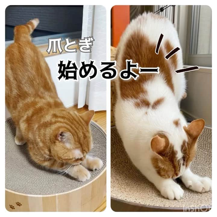 猫壱（ねこいち•ネコイチ）のインスタグラム：「違うお家の猫ちゃんがシンクロポーズ🥺❤︎ 一緒に爪研ぎ始めるよー❤︎  @yoichi_nekoneko2020 さん @daigoro_190101 さん お写真をありがとうございました😊 お写真の商品は バリバリボウル でした🐈  :::::::::猫壱 :::::::   猫壱商品を使ってくれている写真や動画に【猫壱写真館】のハッシュタグをつけてポストしてください✨  猫壱SNSなどでリポスト・紹介されるかも？！  猫壱HPにも掲載されるチャンスも🥺  ぜひ皆さんハッシュタグをつけてポストしてくださいね🥺    @necoichicojp のハイライトから応募要項をチェックして是非ご応募くださいね❤   Reproduction is  prohibited.  ...........................................................................  #猫壱写真館  #猫壱 #necoichi ...........................................................................」