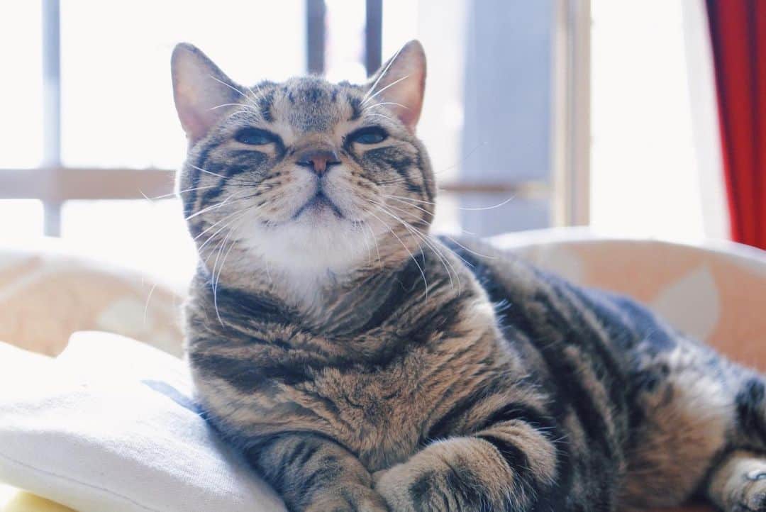 sancheloveのインスタグラム：「#おはよう  #kitty#catstagram#catstagram_japan#petstagram#picneko#instacat#meow#catoftheday#catofworld#ilovemycat#funnycat#にゃんこ#みんねこ#にゃんだふるらいふ#ふわもこ部#PECOねこ部#ねこまみれ#ねこ休み展#americanshorthair#アメショ#アメリカンショートヘア#ねこのいる暮らし Tsukune」