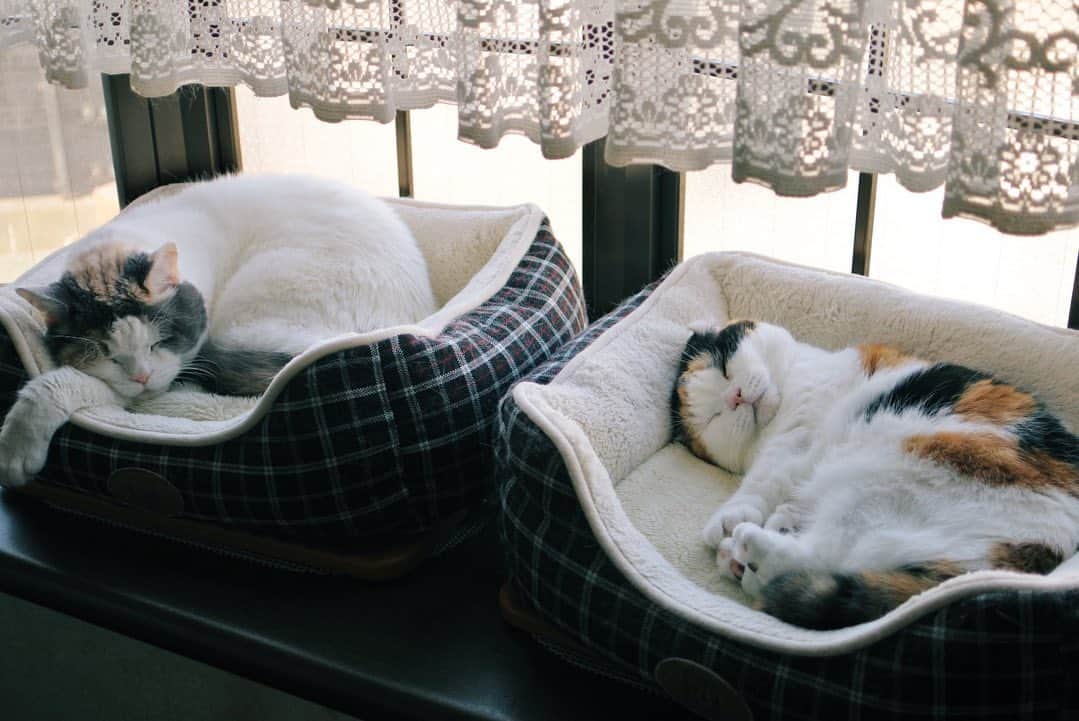 sancheloveのインスタグラム：「窓辺のふたり #kitty#catstagram#catstagram_japan#petstagram#picneko#instacat#meow#catoftheday#catofworld#ilovemycat#funnycat#猫#ねこ#にゃんこ#みんねこ#にゃんだふるらいふ#ふわもこ部#PECOねこ部#ねこまみれ#ねこ休み展#munchkin#calico#scottishfold#マンチカン#ねこのいる暮らし Polon&Urara」