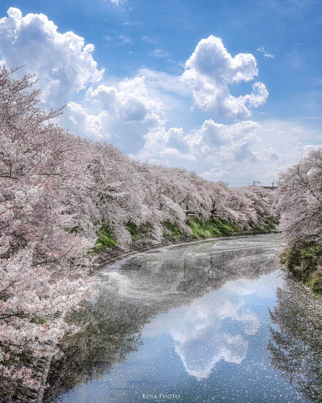 コサさんのインスタグラム写真 - (コサInstagram)「クライマックス  夏のような空模様、桜吹雪に花筏が楽しめた😆 桜の状況をこまめに教えて頂いたフォロワーさんのおかげでベストタイミングで来れました🙇‍♂️ . Location:奈良 Nara / Japan🇯🇵 Date:2023年4月 Camera:Z9 / AF-S 70-200mm f2.8 SpecialThanks:@nonstop_r267  . #Japan_Daytime_View #love_rox_5 #みんすと桜祭 #じゃびふる_2023春色 #nikoncreators #nikoncreators_2023landscape #Impressive_gallery #beautiful_photo_jpn #japancityblues #lovers_amazing_group #tokyocameraclub #art_of_japan_ #jgrv_member #team_jp_ #photo_jpn #sorakataphoto #LBJ_KING #bestjapanpics #広がり同盟メンバー #special_spot_legend #japan_best_pic #japan_waphoto #japan_bestpic_ #Rox_Captures #colore_de_saison #deaf_b_j_ #私の瞳がきらめいた瞬間 #ptk_japan #Lovers_Nippon #pixlib_jp」4月14日 7時00分 - kosa_photo
