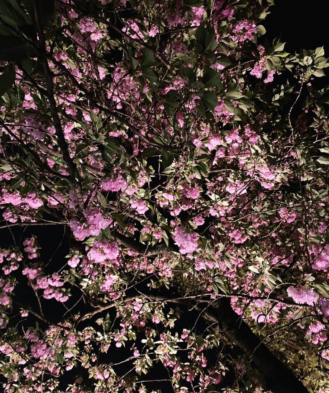 真野ゆりあさんのインスタグラム写真 - (真野ゆりあInstagram)「. 御苑の夜桜見に行ってきた🌸 . 葉桜になりつつあったけど ライトアップされてて幻想的空間でした✨ . .  #新宿御苑  #夜桜ライトアップ  #キャバ嬢  #ノンアルキャバ嬢  #六本木 #元セクシー女優  #フォロワー増やしたい  #コメント大歓迎  #youtuber #followme  #instagood  #tagsforlikes #japanesegirl」4月14日 7時31分 - mano_yuria