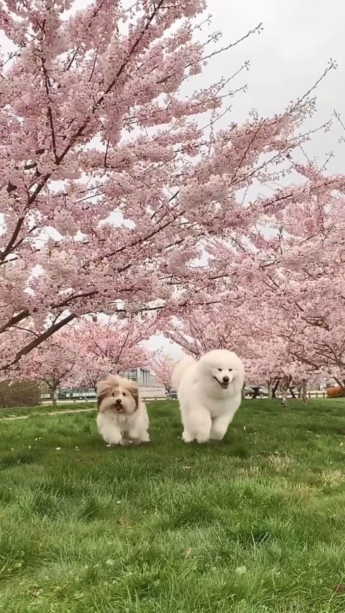 のインスタグラム：「Here comes the 🌸🌸🌸」