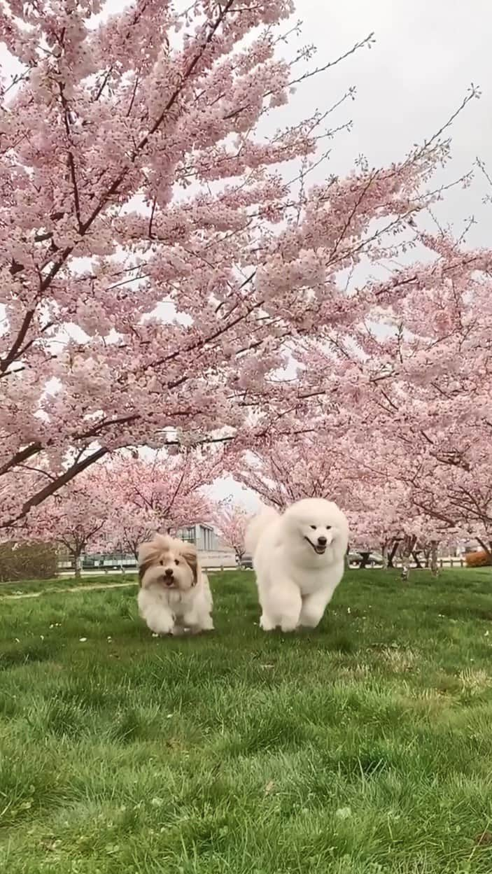 Loki the Corgiのインスタグラム：「Here comes the 🌸🌸🌸」