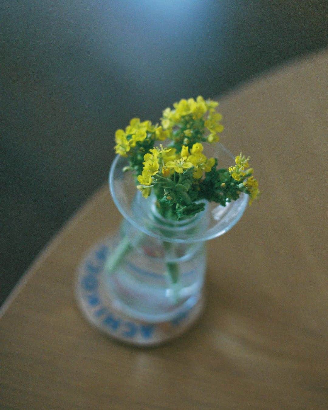 のインスタグラム：「うっかり食べ頃を逃した菜の花を飾ったやつ。  #film #filmphotography #flowers #vegetables #vase #菜の花」
