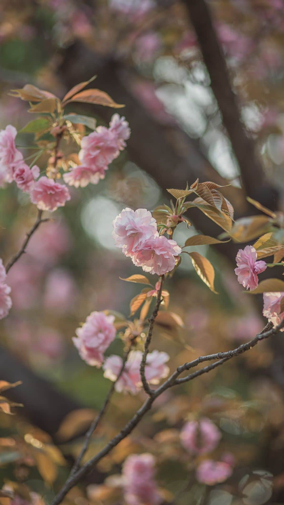 Nanaのインスタグラム：「近所の桜 やっと編集した  #flowerreels  #cherryblossoms #sakura #八重桜 #桜動画  #桜🌸 #花動画」