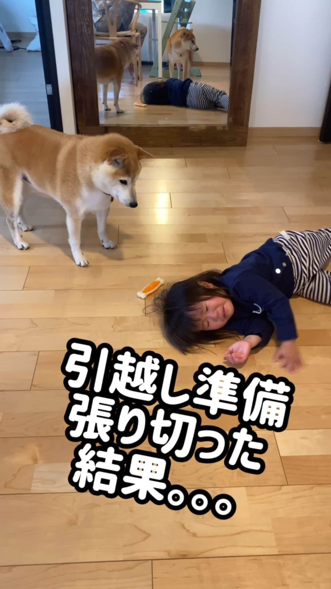柴犬Mamesuke・Korosuke??大阪のインスタグラム：「． 豆ちゃんの中身は、もぅ人間です！🥺❤️ 🐾-—*-—*-—*-—*🐾 #MameKoro #豆コロ #柴犬と子供 #犬と子供 #チャリちゃん見守り隊 #子守犬 #豆柴 #柴犬 #赤柴 #豆介 #コロ介 #shibagram #shibastagram #shibainu #shiba #🐕📷」