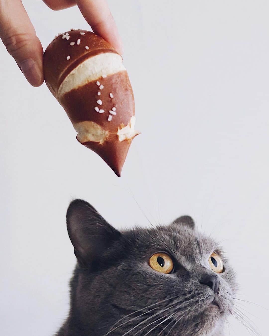 樋口正樹さんのインスタグラム写真 - (樋口正樹Instagram)「bäckerei himmel 🥨 . 今朝の朝ご飯はコーヒーと ヒンメルのプレッツェルと ねずみの形のチューチュー。 . . . #朝コーヒー #ベッカライヒンメル #チューチュー #ドイツパン #大岡山グルメ #パン屋さん巡り #bäckereihimmel #bäckerei #himmel #🥨」4月14日 8時05分 - higuccini