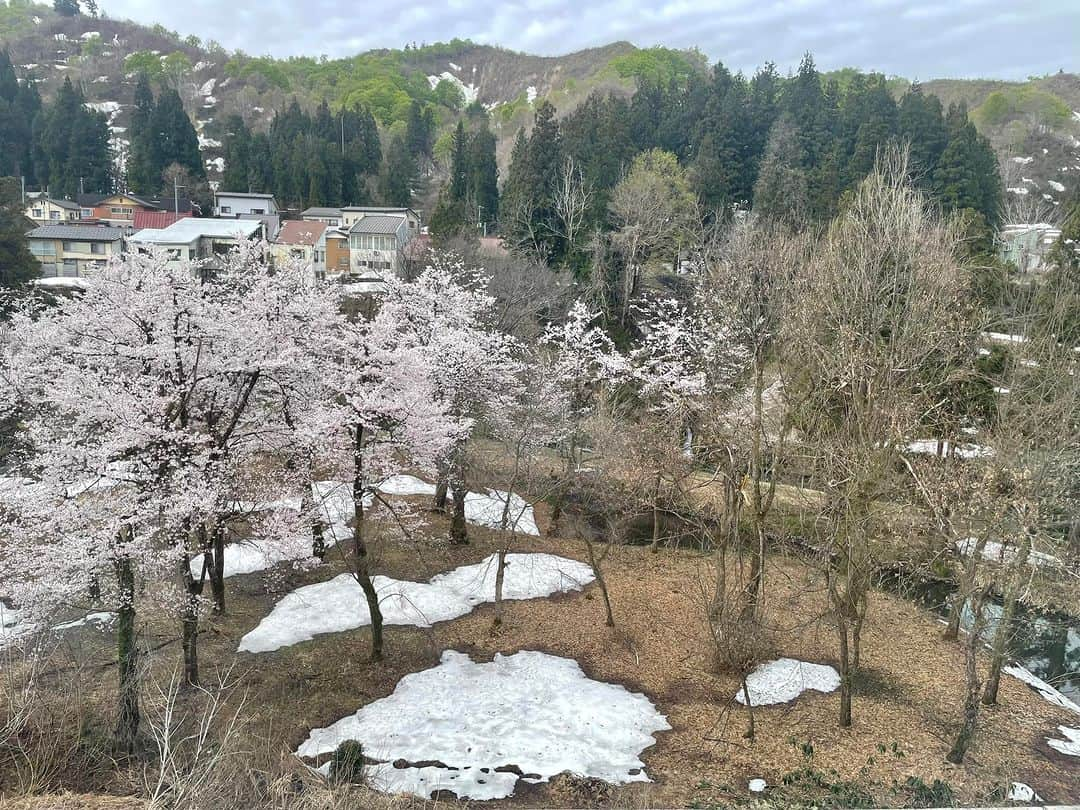 成田童夢さんのインスタグラム写真 - (成田童夢Instagram)「残雪と桜のアンニュイなコラボレーション(*´ω｀*) 背景にある緑が強調された林や薄らと見える山々も風情があって、切なさと愛しさと心強さと～♪←」4月14日 8時16分 - narita_dome